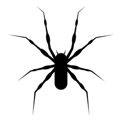 Black spider icon isolated on white background