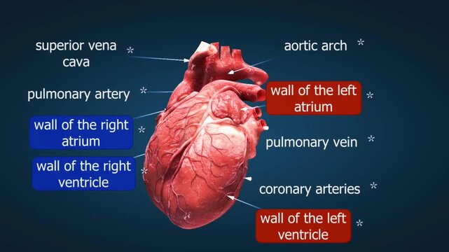  Anatomy of human heart