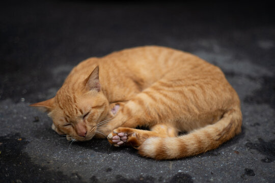 a lazy orange cat sleeping on the street