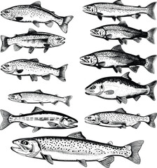 Rainbow Trout Fish Set Illustration in Detailed Ink Sketch, Showcasing Vibrant Freshwater Species with Vintage Hand-Drawn Style and Precision