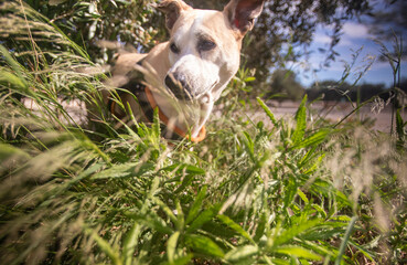 Adult Mixed Pitbull Enjoying a Sunny Afternoon in Nature