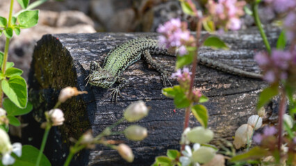 Fototapeta premium Mauereidechse