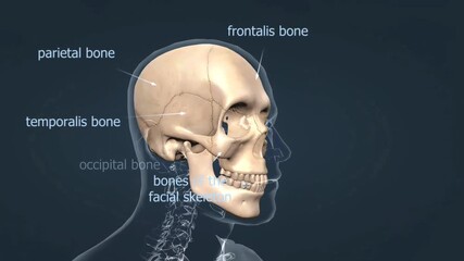 Anatomy of human skull