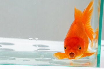 Oranda goldfish in aquarium fish tank close up