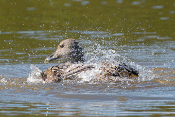 Fototapeta premium Common eider, St. Cuthbert's duck, Cuddy's duck - Somateria mollissima female washing itslef in water. Photo from Grimsey Island in Iceland.