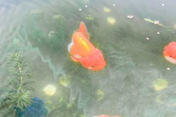Goldfish in aquarium fish pond close up