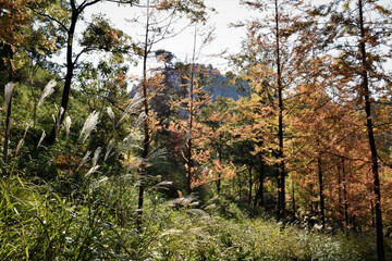 秋の公園、カラフルな紅葉
