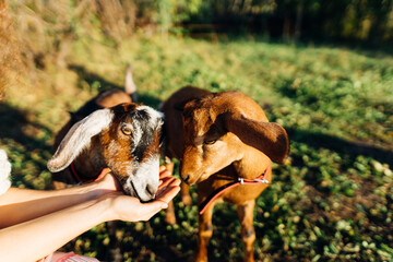 A woman feeds her Nubian goats oats from her palms on a free-range farm. The scene captures a peaceful moment on a sunny bottom, highlighting the farm's eco-friendly practices