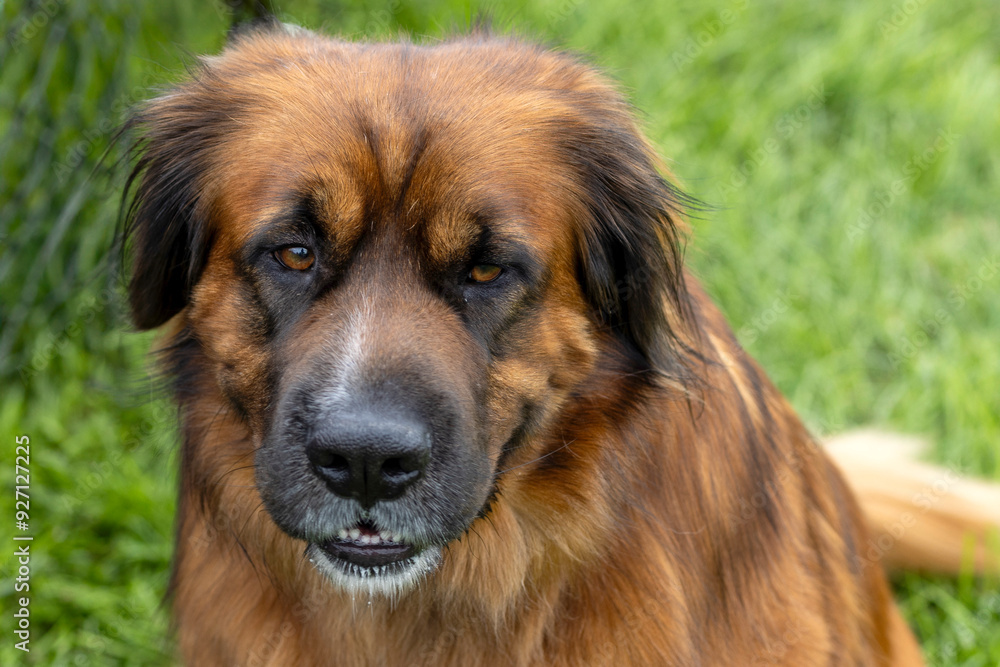 Poster Head of a dog, a crossbreed between a labrador and a German shepherd