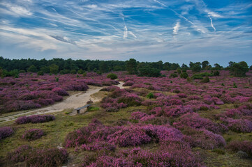 Heidegebiet Drouwenerzand bei Gasselte in den Niederlanden