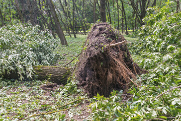 Fototapeta premium Dramatic Scene Massive Tree Uprooted, Devastating Forest Landscape