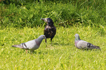 Two pigeons and a crow on the grass, a group of birds in the park close up