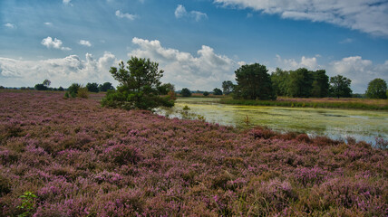 Fototapeta premium Heide-und Moorgebiet Stratbrechtse Heide in den Niederlanden