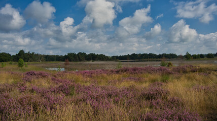 Heide-und Moorgebiet Stratbrechtse Heide in den Niederlanden