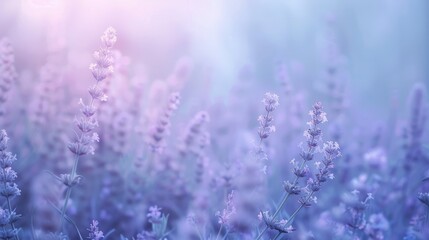 A field of lavender flowers is bathed in a soft, ethereal glow as the morning mist slowly dissipates. The delicate purple blooms stand out against the light blue background, creating a peaceful and se