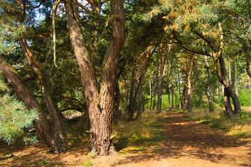 Schöne Bäume in den Niederlanden