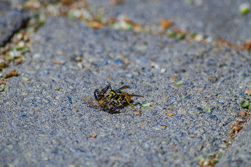 Carnivorous wasp, small black fly smelled, found dead worker bee and are about to eat it. Insects that process corpses of animals, insects, fish and other organisms into simple compounds, scavengers.