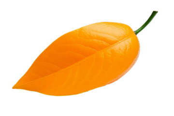 One orange leaf on white background