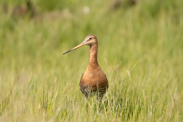 Black-tailed godwit - Limosa limosa in breeding plumage on ground in green grass. Photo from Iceland.