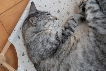 丸まって眠る可愛い猫　サバトラ猫