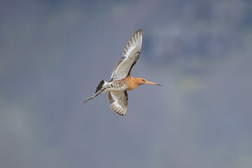 Bar-tailed godwit - Limosa lapponica in breeding plumage with spread wings in flight at blue background. Photo from Iceland. Isolated.