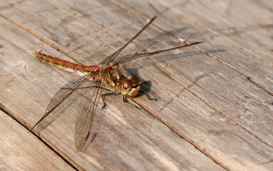 Vagrant darter