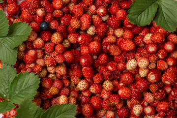wild strawberries on paper towel, top view, close up.