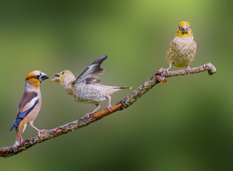 Close-up of an adult male and two juvenile Hawfinches, Coccothraustes coccothraustes, on a horizontal dead branch with one juvenile feeding and the second just landing on the branch