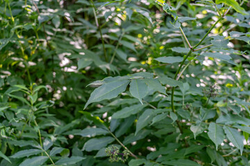 Denali Viewpoint South, Alaska. Sambucus racemosa is a species of elderberry known by the common names red elderberry and red-berried elder.