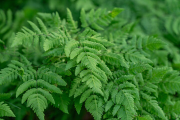 Denali Viewpoint South, Alaska. Gymnocarpium dryopteris, the western oakfern, common oak fern , oak fern,or northern oak fern, is a deciduous fern of the family Cystopteridaceae.
