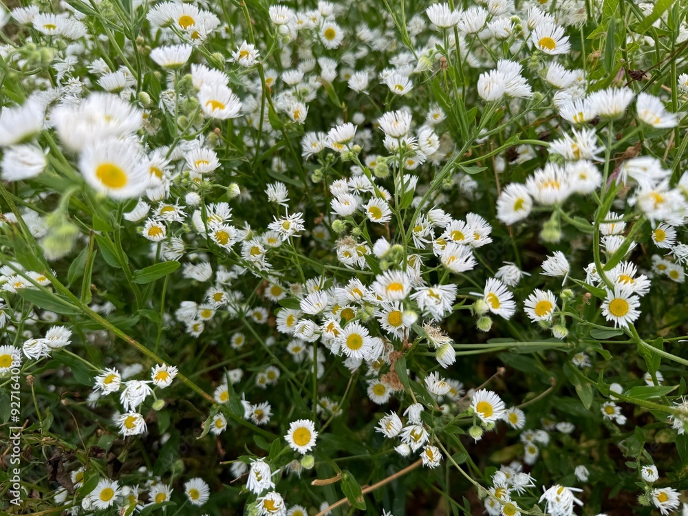 Sticker field of daisies