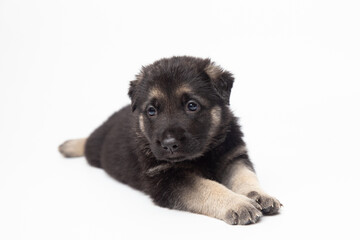  portrait funny cute german shepherd dog puppy looking up. cute dog studio shot on isolated white background with copy space
