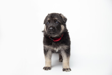  portrait funny cute german shepherd dog puppy looking up. cute dog studio shot on isolated white background with copy space