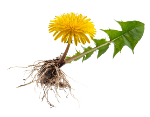 Löwenzahn mit Wurzel isoliert  Hintergrund, Freisteller, Transparent 