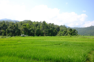 Landscape rice paddy field on mountain in Thailand