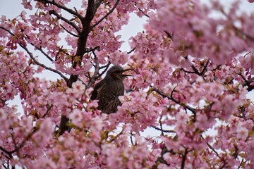 満開の桜の蜜を吸うヒヨドリ