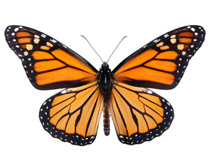 Fototapeta premium Monarchfalter isoliert Hintergrund, Freisteller, Transparent