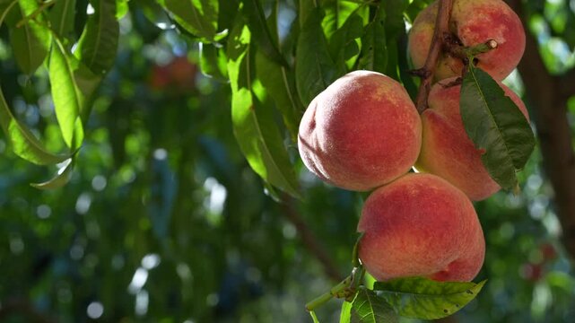 Fresh, ripe peaches on the tree in fruit summer garden, close up. Rich harvest of peaches. Ripe fruits on the peach tree in the orchard. Homegrown, organic peaches