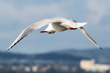 seagull in flight