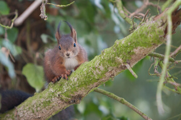 Fototapeta premium squirrel in the forest