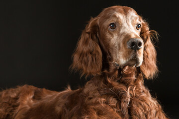 irish setter portrait 