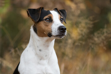 jack russell terrier portrait