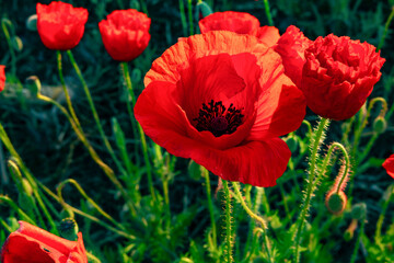 Poppy field