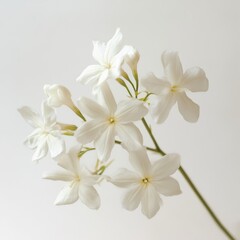 Fototapeta premium Elegant Jasmine Flowers on White Background