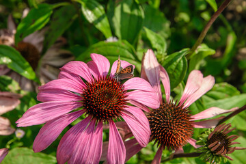 Różowy kwiatek z bliska, echinacea jeżówka o leczniczych wlaściwościach © Paweł Kacperek