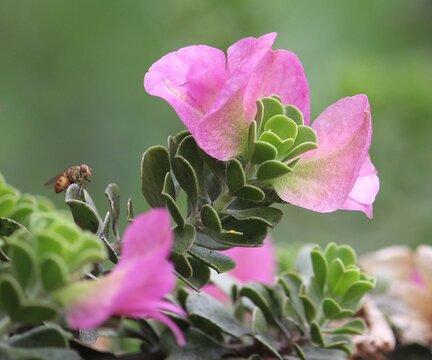 Pink flowers of a Purple-sage plant. frutescens