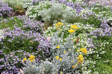 A variety of Australian native plated in a colourful flower bed