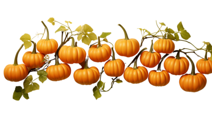 Pumpkin leaves vine plant stem and tendril isolated on transparent background.