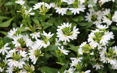 White flowers of a Beachberry plant. Scaevola plumieri