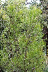 A Broad-leaved drumstick tree. Isopogon anemonifolius 